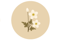 Create Spring Flowers from Basic Shapes in Illustrator